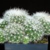 Rebutia_melachlora